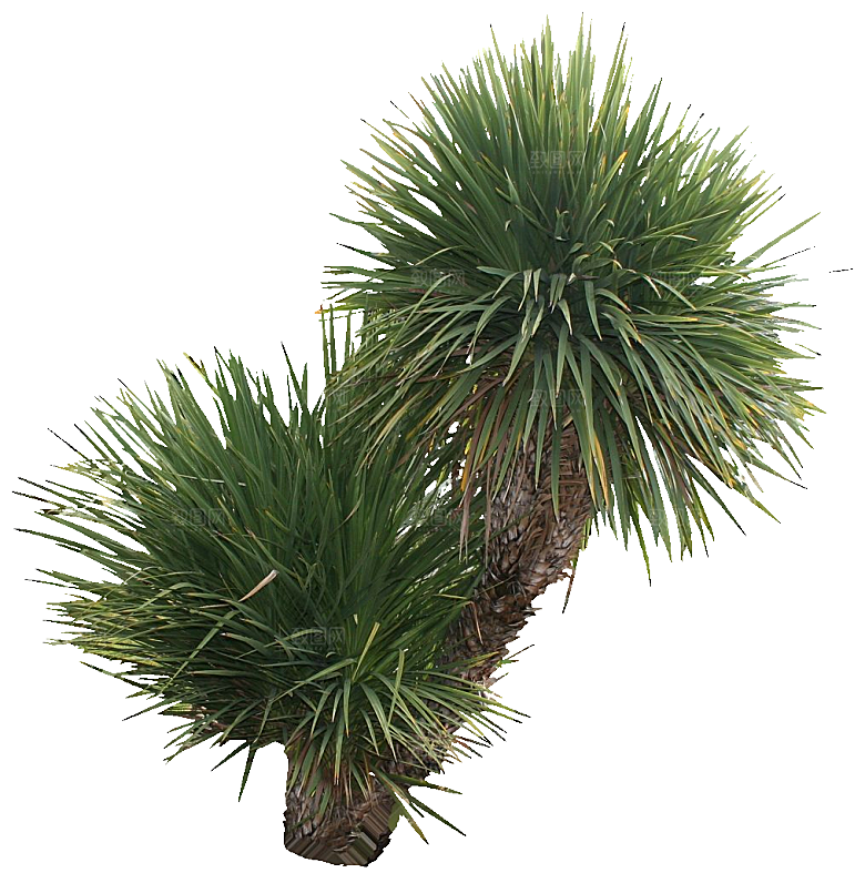 凤尾兰植物花卉盆摘png素材