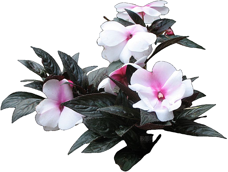 新几内亚凤仙鲜花花卉png