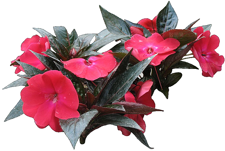 新几内亚凤仙鲜花花卉png
