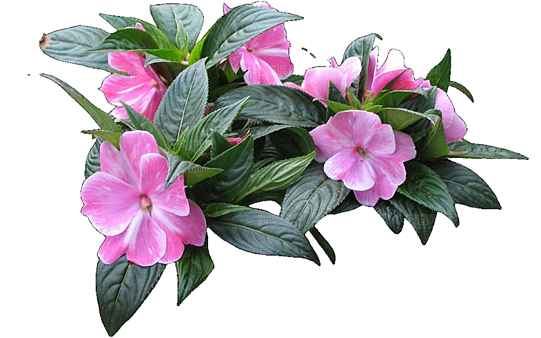 新几内亚凤仙鲜花花卉png