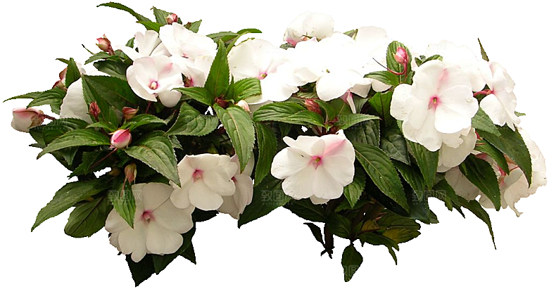 新几内亚凤仙鲜花花卉png