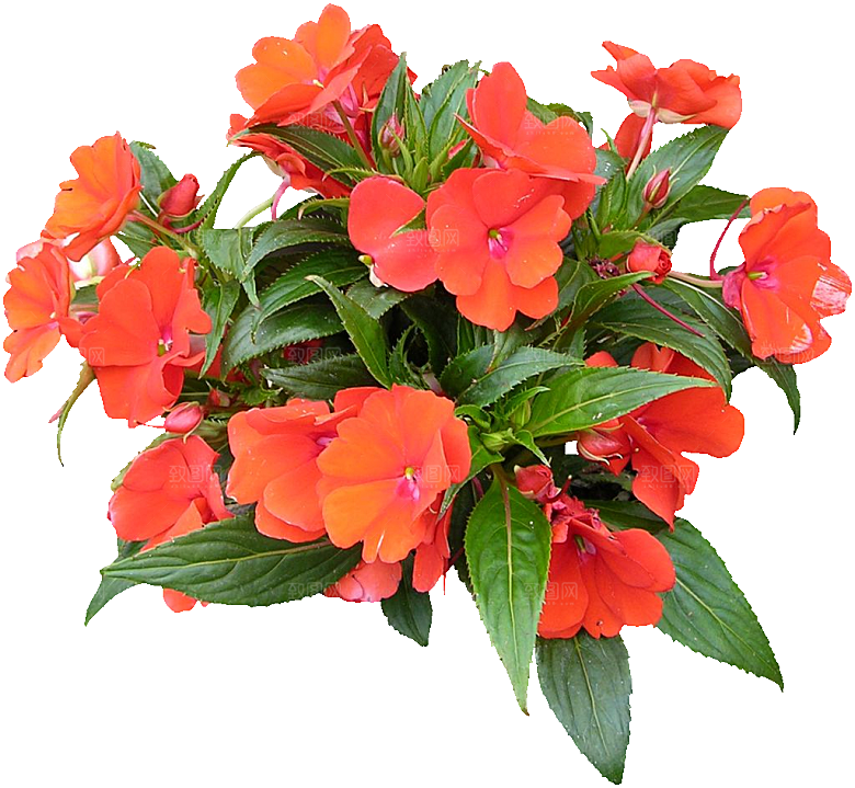 新几内亚凤仙鲜花花卉png