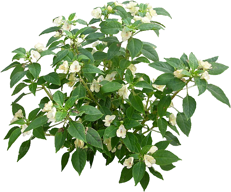 新几内亚凤仙鲜花花卉png