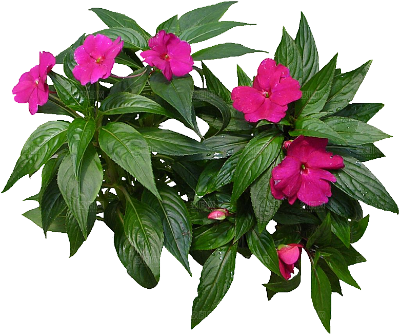 新几内亚凤仙鲜花花卉png