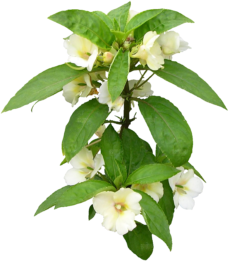 新几内亚凤仙鲜花花卉png