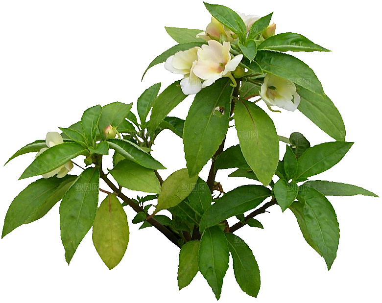 新几内亚凤仙鲜花花卉png