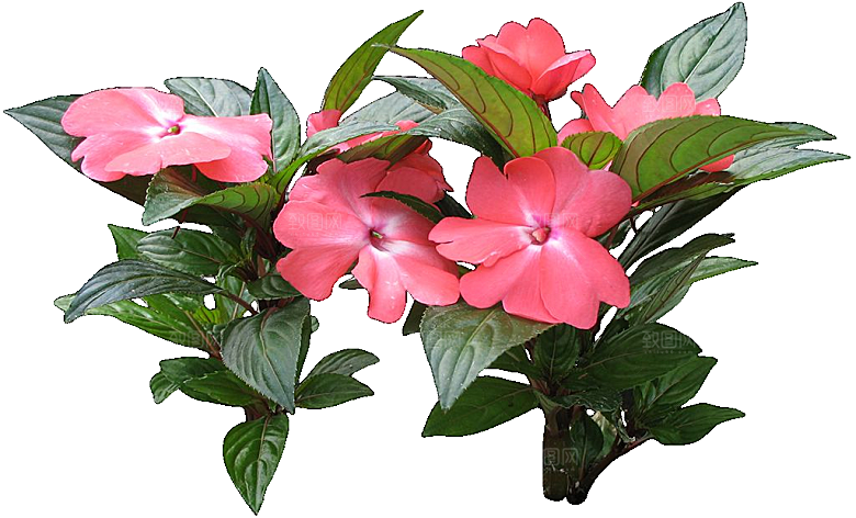 新几内亚凤仙鲜花花卉png