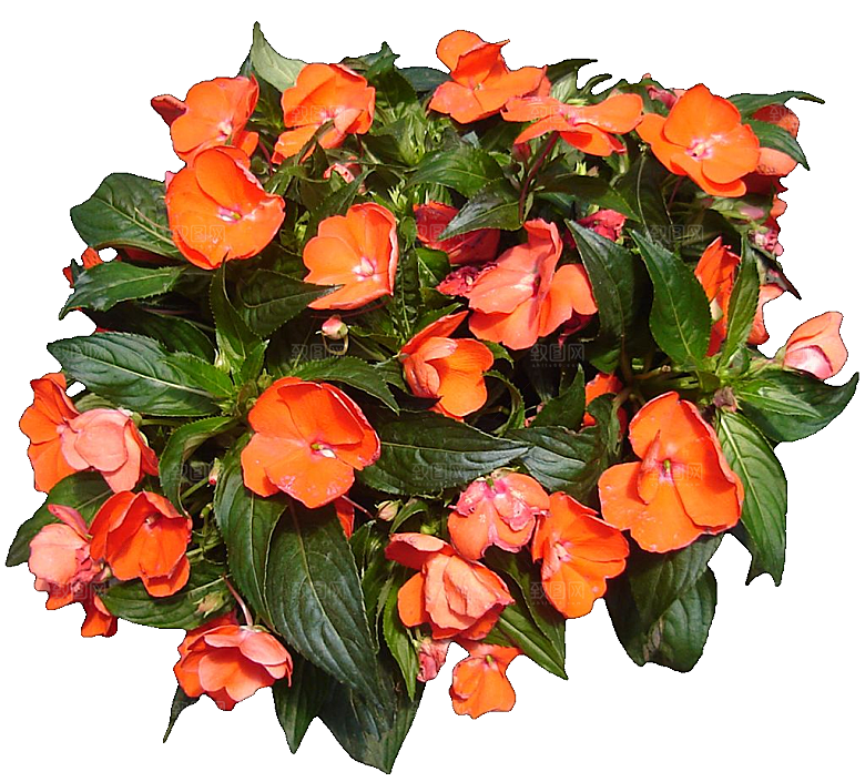 新几内亚凤仙鲜花花卉png