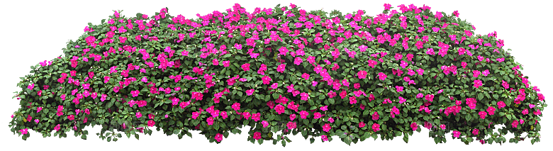 新几内亚凤仙鲜花花卉png