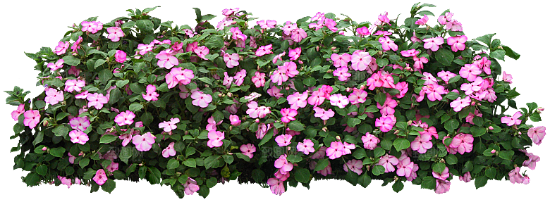 新几内亚凤仙鲜花花卉png
