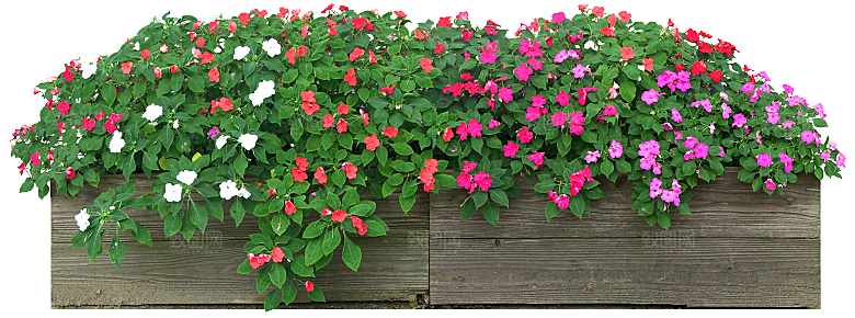新几内亚凤仙鲜花花卉png