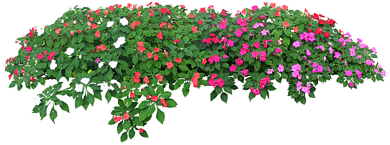 新几内亚凤仙鲜花花卉png