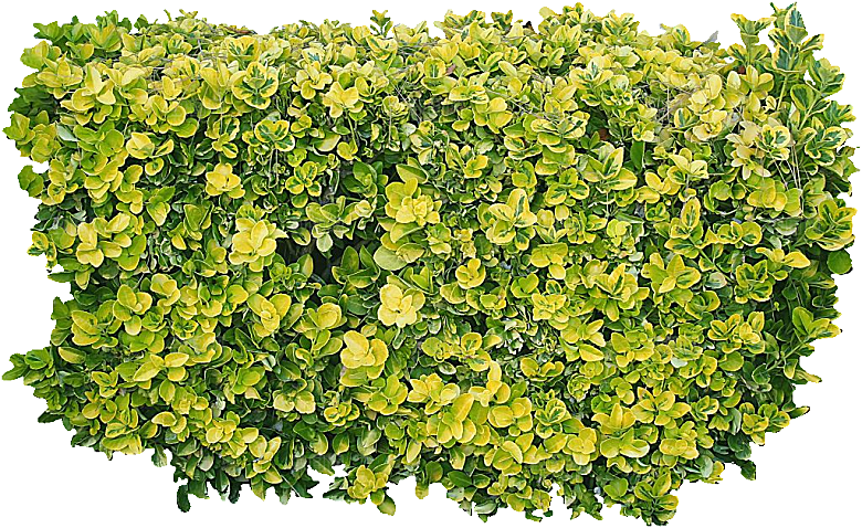 金边扶芳藤免抠元素