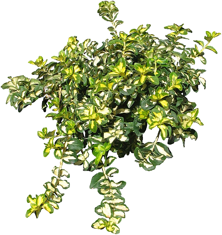 银边扶芳藤免抠元素