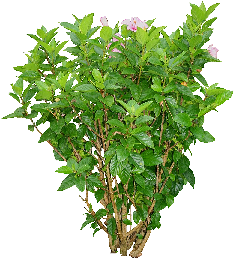 扶桑鲜花花朵png素材