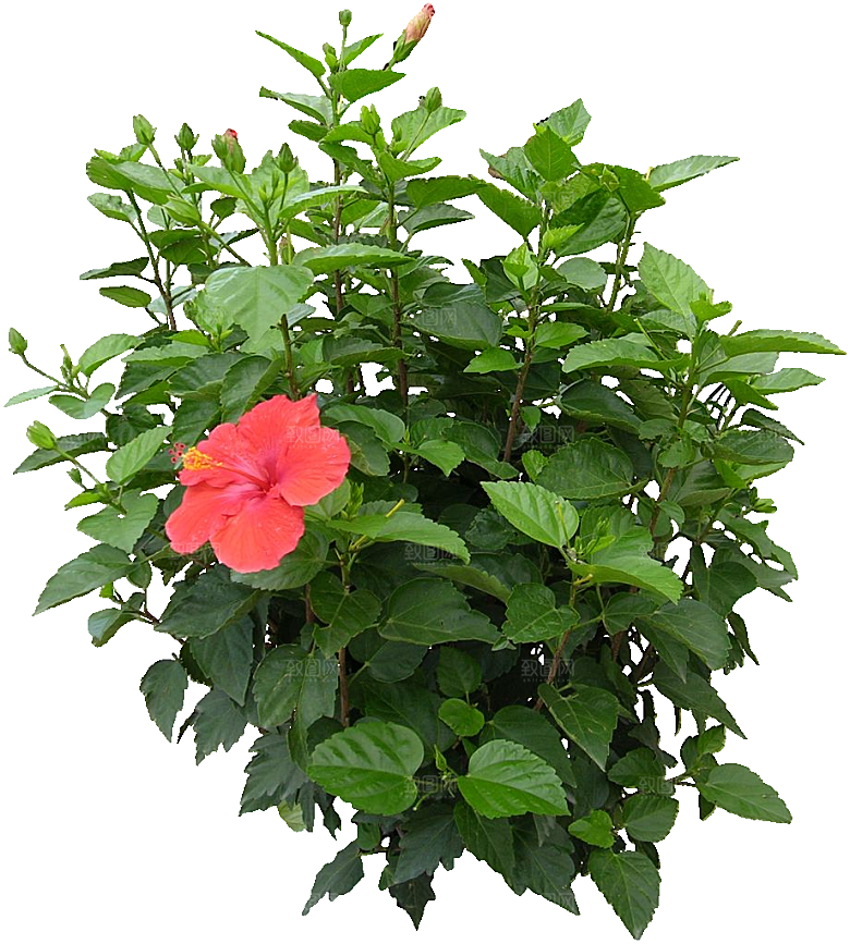扶桑鲜花花朵png素材