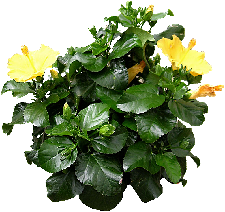 扶桑鲜花花朵png素材
