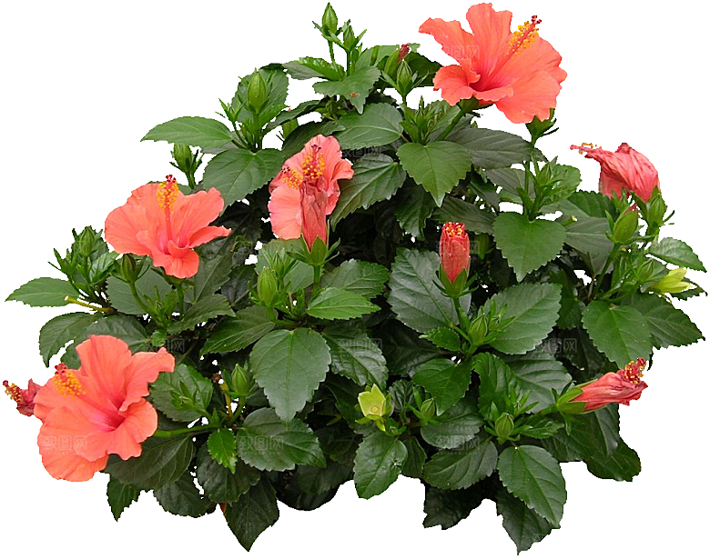 扶桑鲜花花朵png素材
