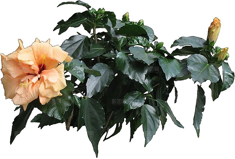 扶桑鲜花花朵png素材