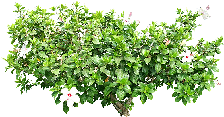 扶桑鲜花花朵png素材
