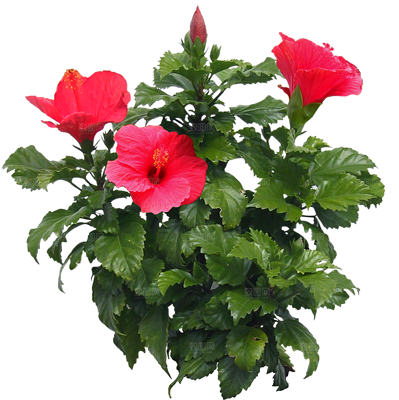 扶桑朱槿鲜花盆栽png素材