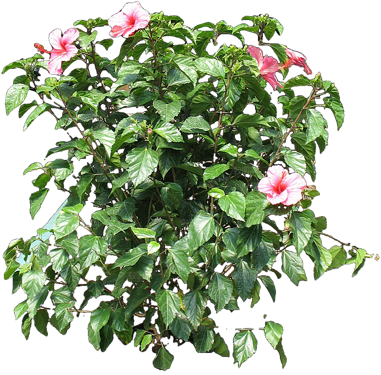 芙蓉葵鲜花免抠元素