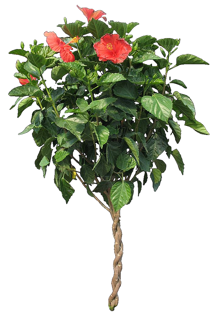 芙蓉葵鲜花免抠元素