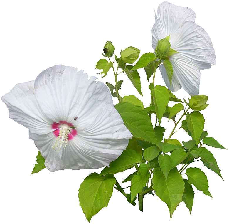 芙蓉葵鲜花免抠元素