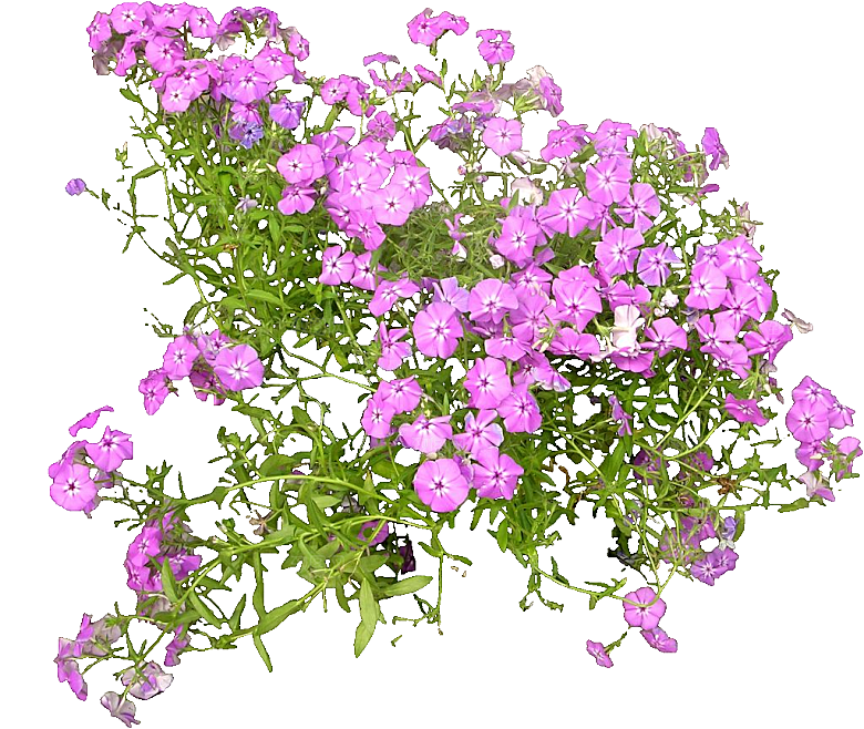 宿根福禄考鲜花免抠元素