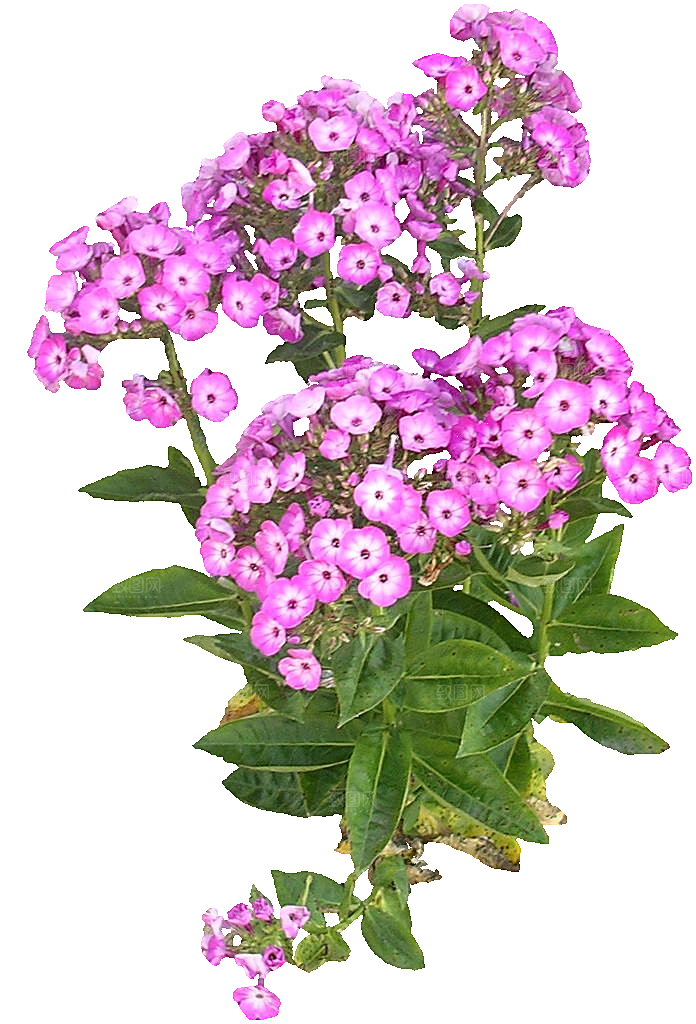 宿根福禄考鲜花免抠元素