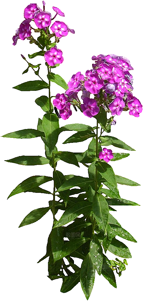 宿根福禄考鲜花免抠元素