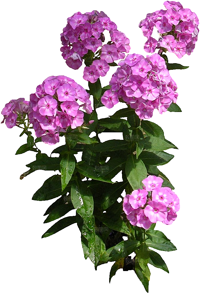宿根福禄考鲜花免抠元素