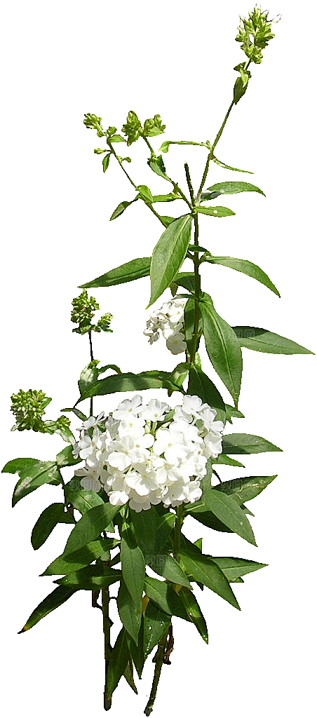宿根福禄考鲜花免抠元素