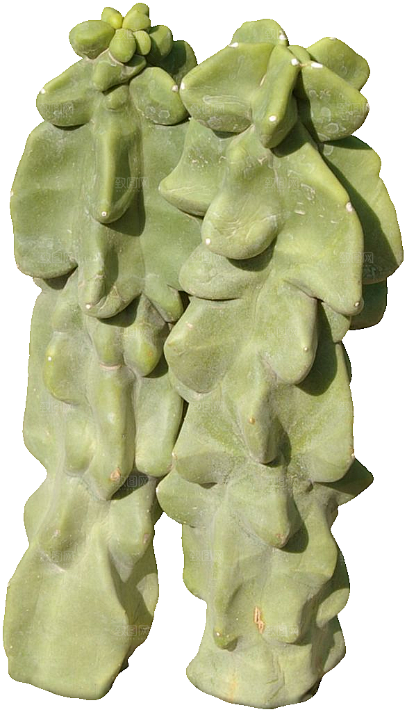 福禄桐绿色植物免抠元素