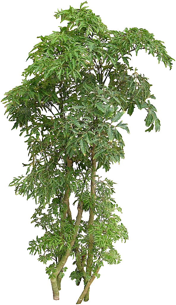 福禄桐绿色植物免抠元素