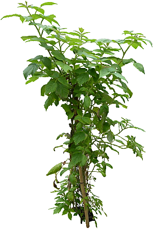 复盆子绿色植物免抠元素