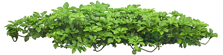 富贵草绿植免抠元素