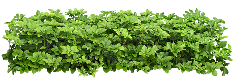 富贵草绿植免抠元素