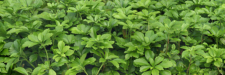 富贵草绿植免抠元素