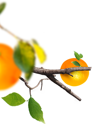 橙子橙汁饮品元素素材