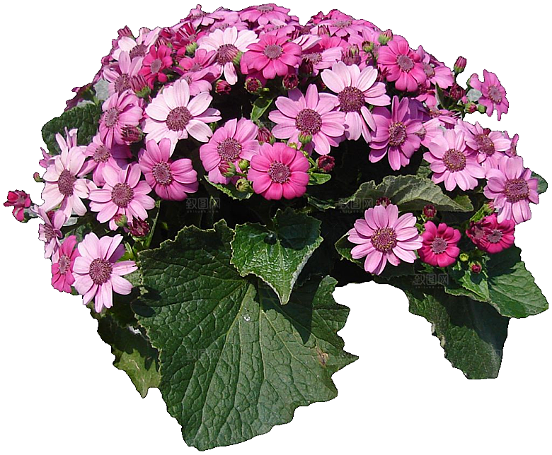 瓜叶菊免抠元素png