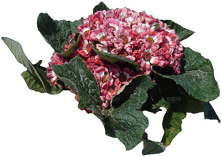 瓜叶菊免抠元素png