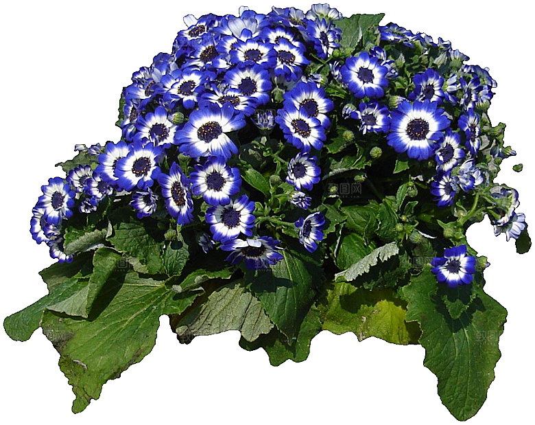 瓜叶菊免抠元素png