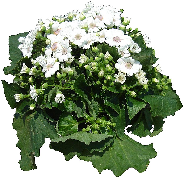瓜叶菊免抠元素png