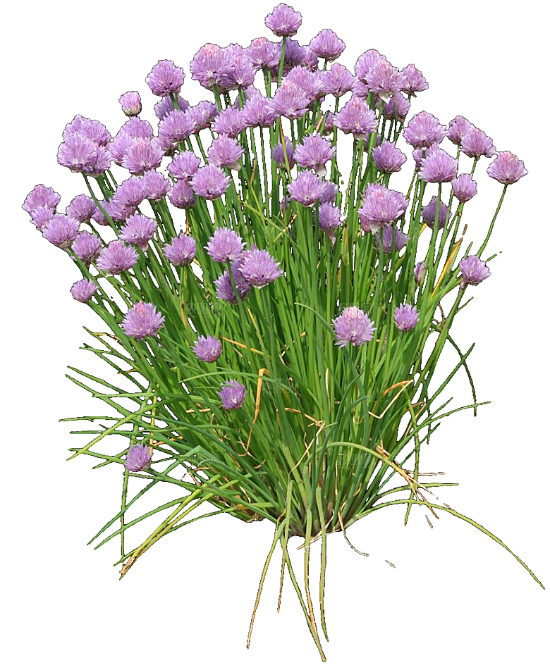 观赏葱植物png素材