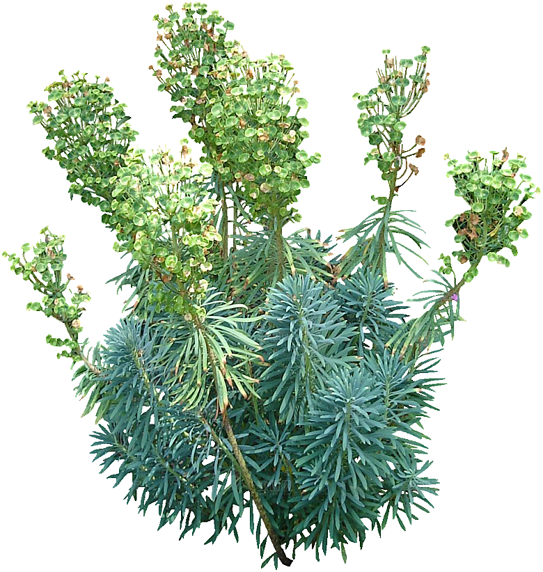 观赏葱植物png素材