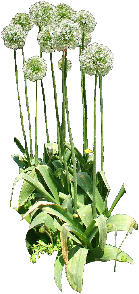 观赏葱植物png素材