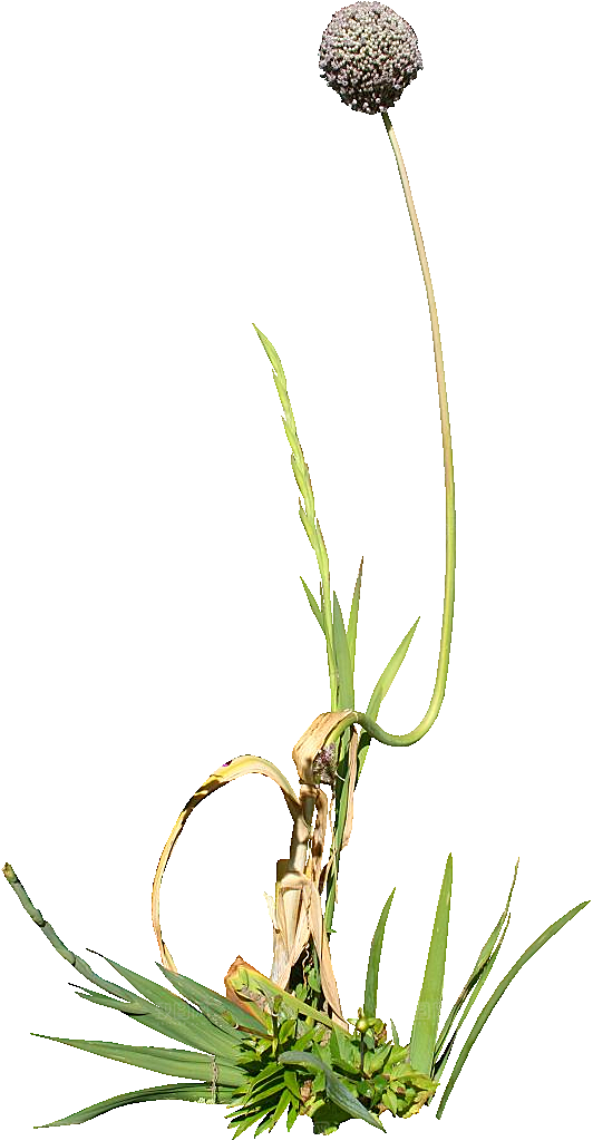 观赏葱植物png素材