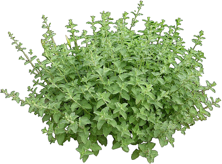 观赏葱植物png素材