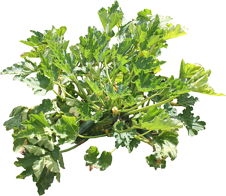 观赏葫芦植物素材png
